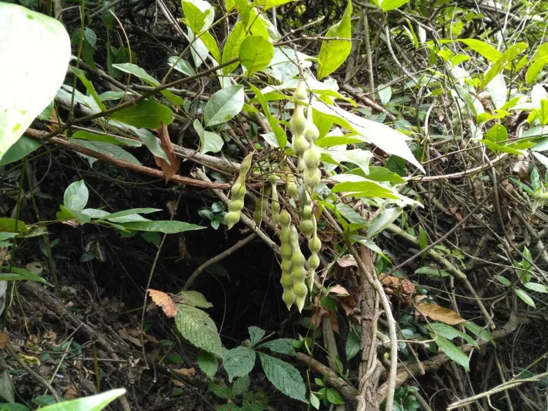 宽序崖豆藤青 葙洒金桃叶珊瑚峡谷森林繁密,草木茂盛,负氧离子浓度