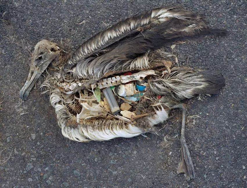 这一张张海洋动物或鸟类惨死的照片,初看震慑力十足.