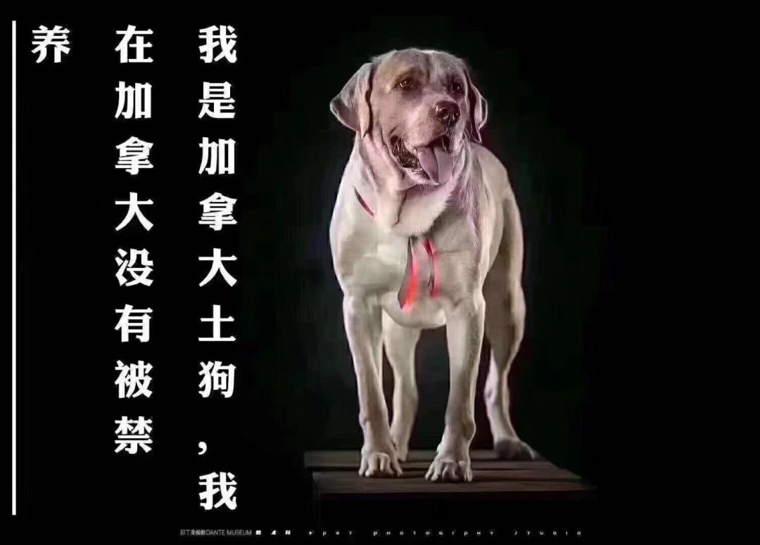 我是中华田园犬，为什么我在中华是禁养犬！