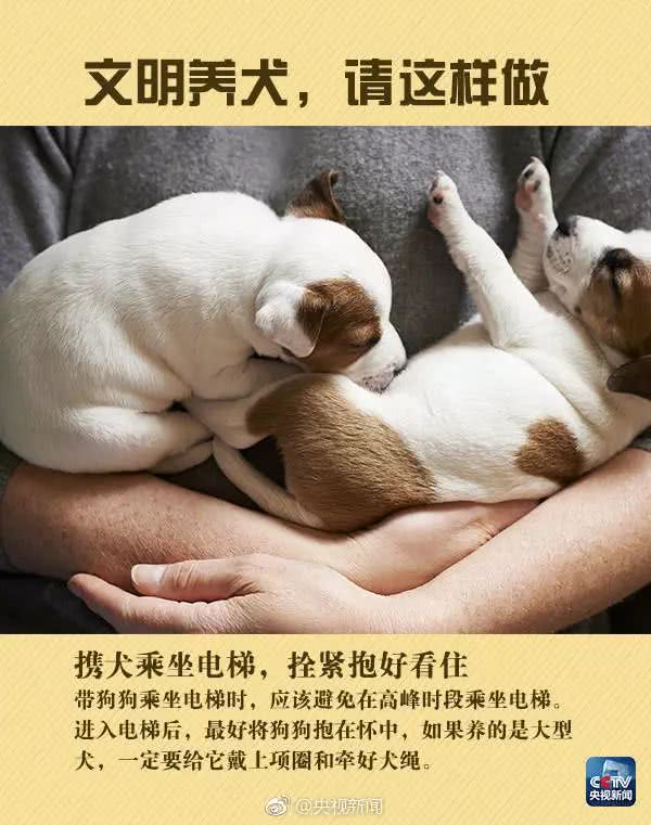 我是中华田园犬，为什么我在中华是禁养犬！