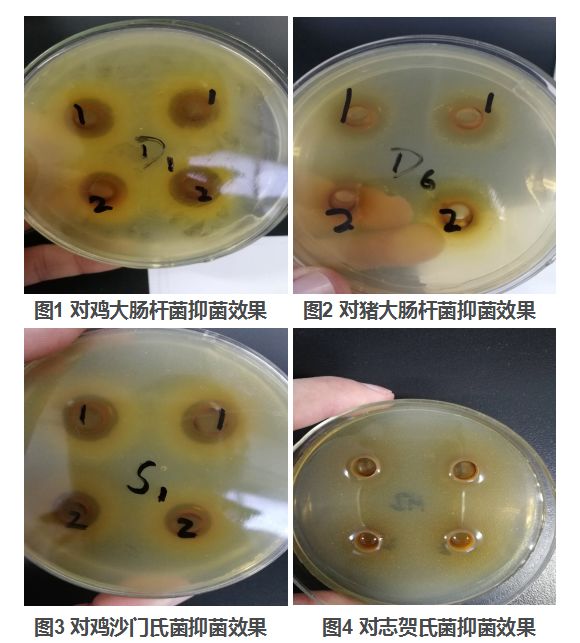 白头翁口服液对鸡大肠杆菌,沙门氏菌,猪大肠杆菌均有抗菌抑菌效果