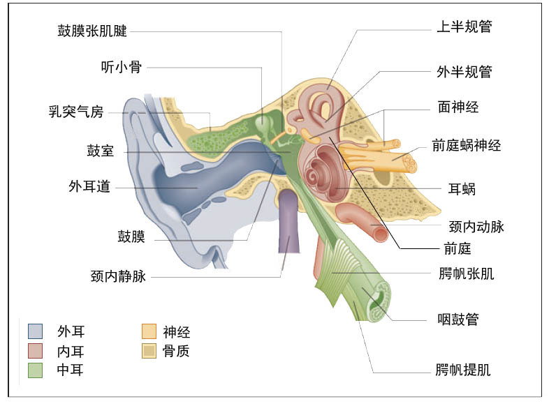 耳蜗,前庭,半规管及其发出的前庭蜗神经,图中淡红色部分主要是膜迷路