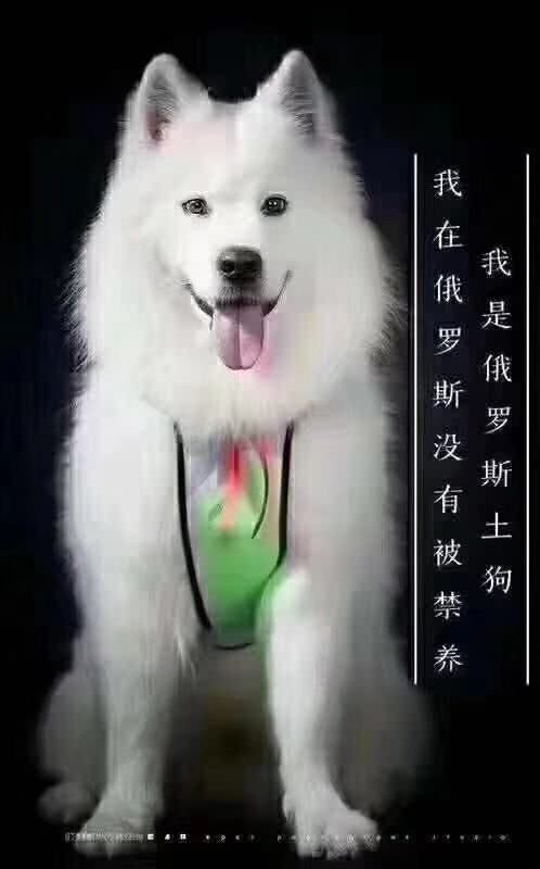 我是中华田园犬，为什么我在中华是禁养犬！