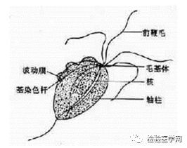 惊!胸水中竟然发现阴道毛滴虫