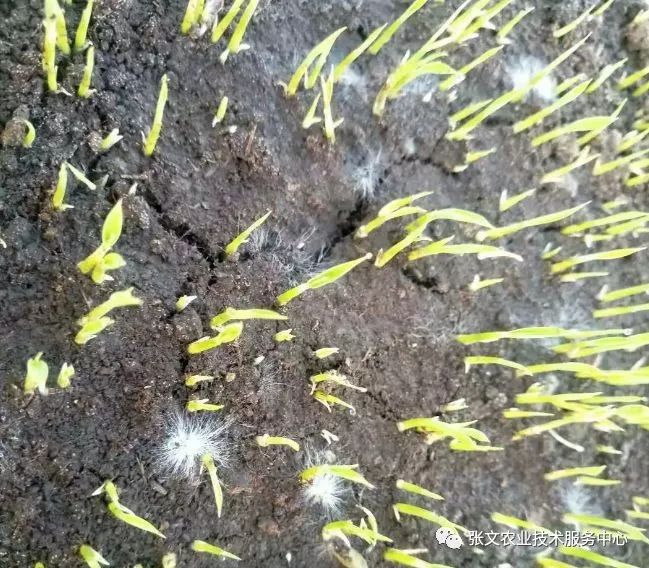 张文水稻高产栽培方法揭秘 13--秧苗绵腐病的防治