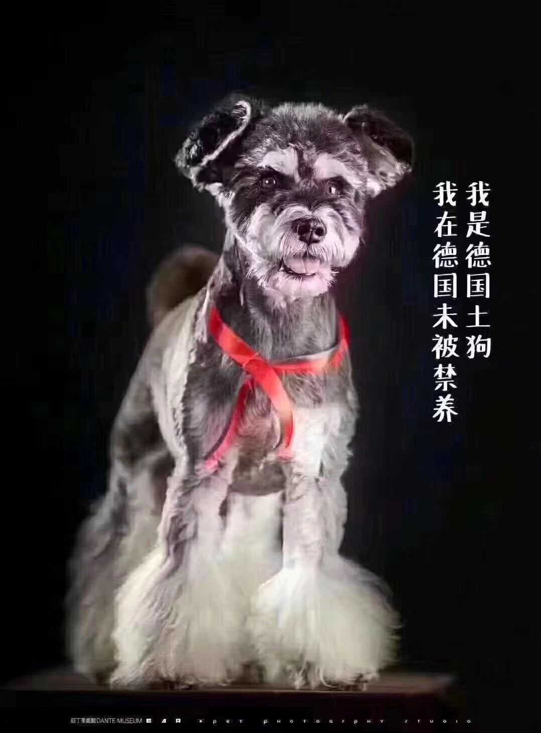 我是中华田园犬，为什么我在中华是禁养犬！