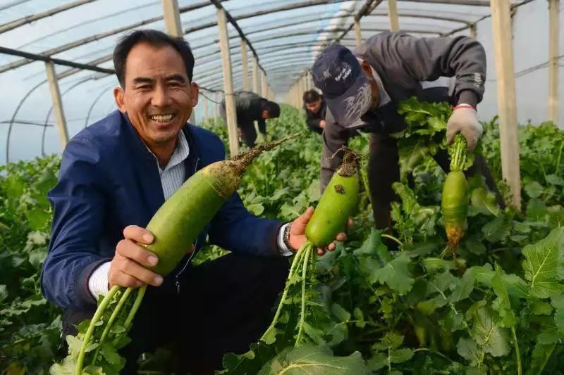 东堤村人口_东堤头中学照片