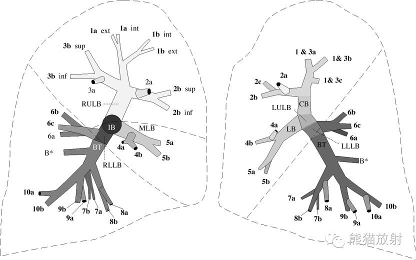 呼吸系统解剖 (转载)_段支气管