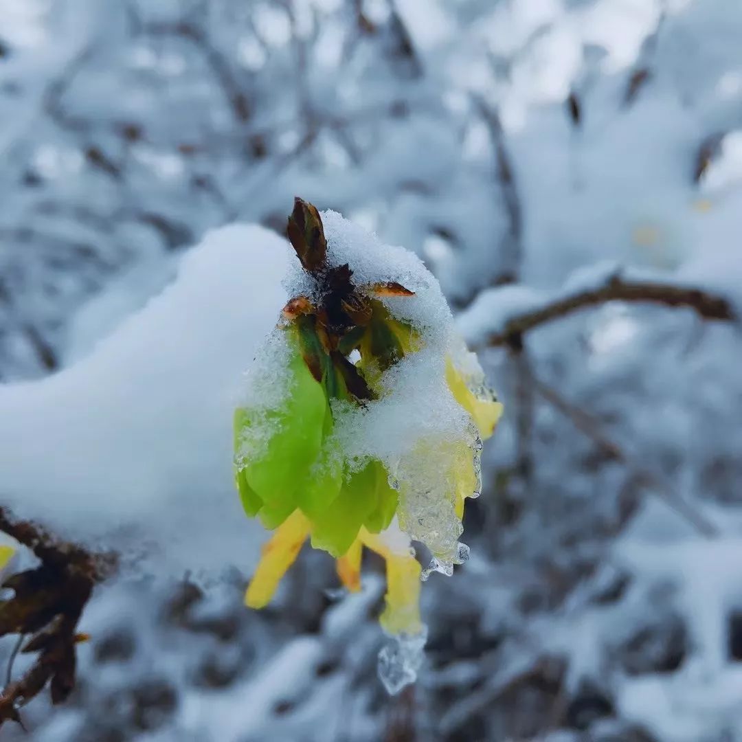 初冬到翠华山来赏雪