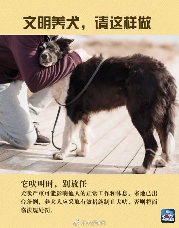 我是中华田园犬，为什么我在中华是禁养犬！