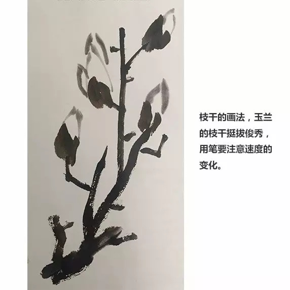 国画入门视频教程丨玉兰花,菊花的画法_徐湛