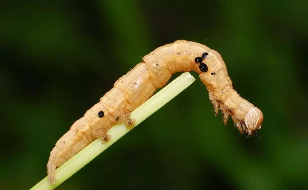 南天竹茎枯病,红斑病,炭疽病,尺蠖等病虫害防治