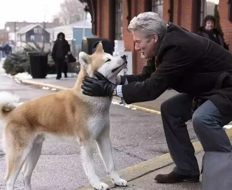 中国版忠犬八公主人车祸去世狗狗原地守候80多天