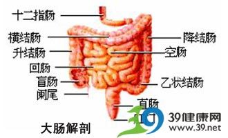 大肠解剖和结肠癌图片 (转载)