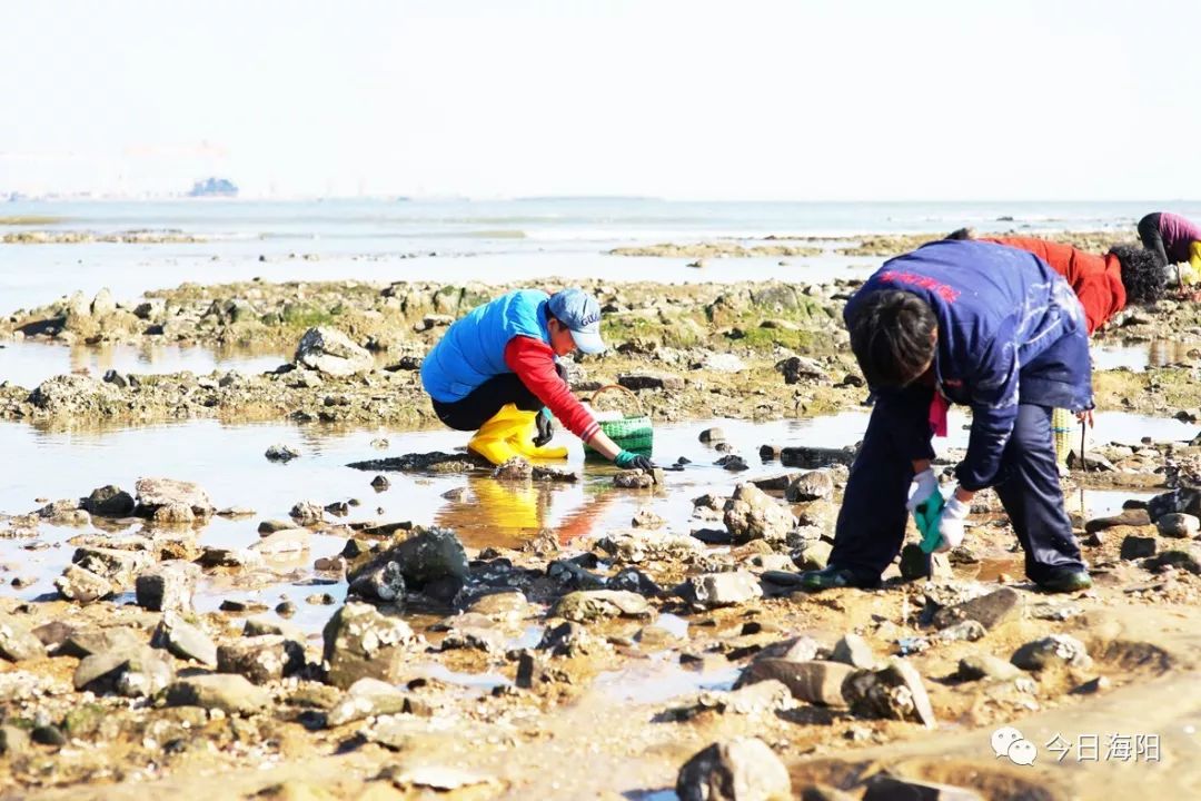 海阳有个"网红"赶海地 肥美海蛎子装满筐!你知道在哪吗?