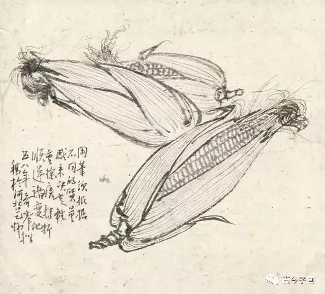 孙其峰 白描玉米 36×39cm 1958年