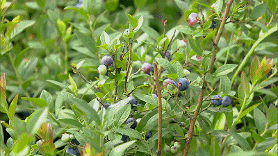 蓝莓花青素,由16种类黄酮组成,其生物活性远超其它植物花青素.