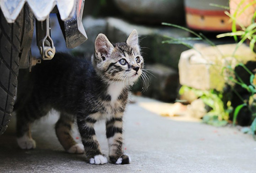 中国狸花猫,一种很忠诚的猫!一生忠于一个主人