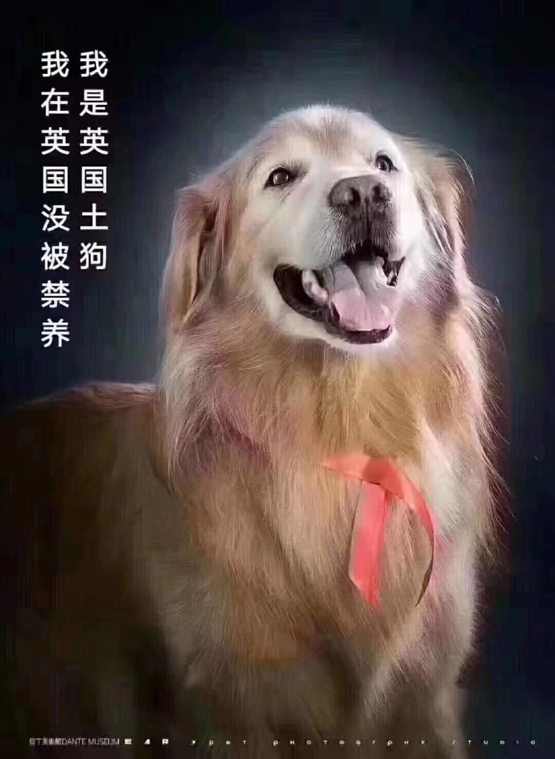 我是中华田园犬，为什么我在中华是禁养犬！