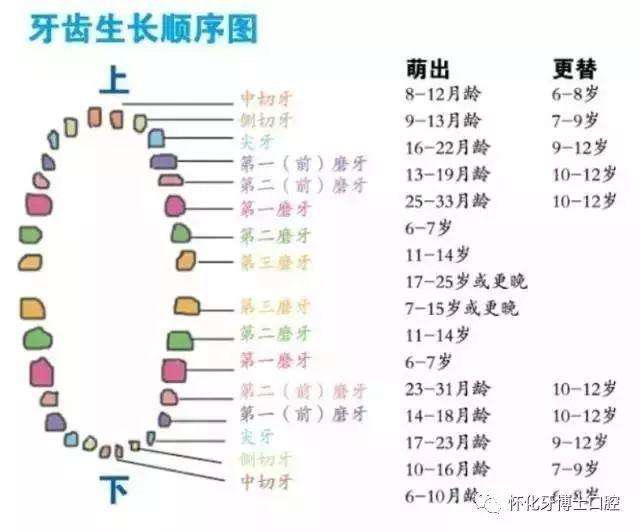 人类口内的恒牙一般数量是28-32颗为什么要拔四颗牙我们知道牙齿矫正