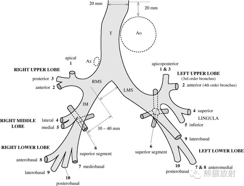 呼吸系统解剖 (转载)_段支气管