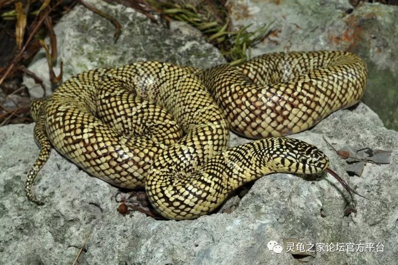 180cmlampropeltis getula brooksibrooks's kingsnake布鲁克王蛇体长