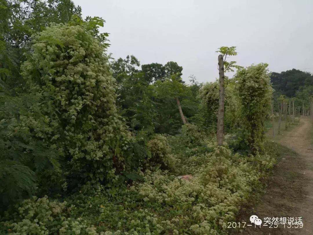 这位宣称企业要有狼性的人,同样提出企业要有"薇甘菊"精神"你们知道