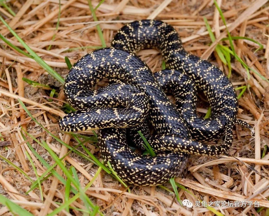 体长约:120cmlampropeltis holbrookispeckled kingsnake12,星点王蛇