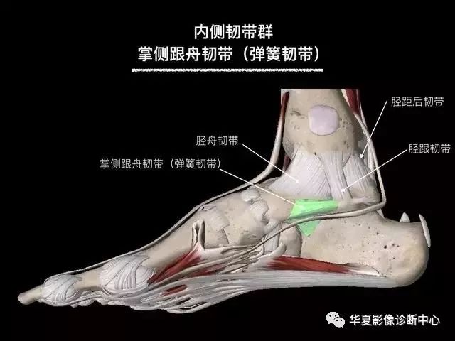 踝关节韧带的立体解剖,助您学好mri