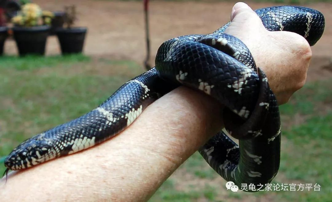 180cmlampropeltis getula brooksibrooks's kingsnake布鲁克王蛇体长