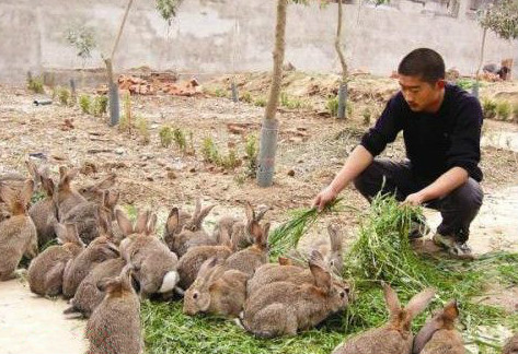 农村俗语兔子不吃窝边草下半句是精华却很少有人知道