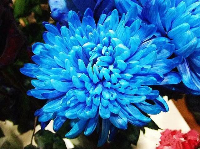 罕见的蓝色菊花,惊艳绝伦,太漂亮了,快分享给朋友吧!