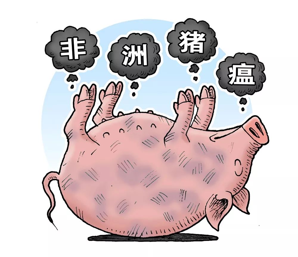 成都新津县查出非洲猪瘟疫情
