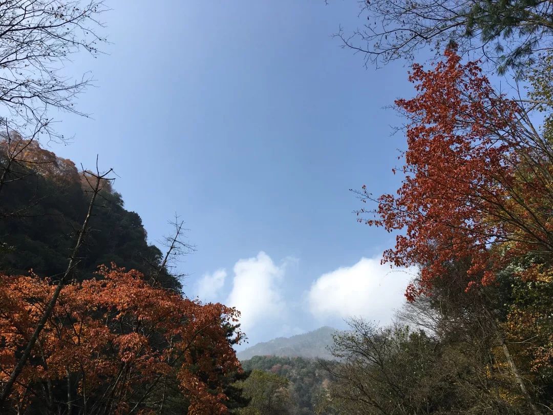 地理 穿越唐家河的野性与雄奇_摩天岭