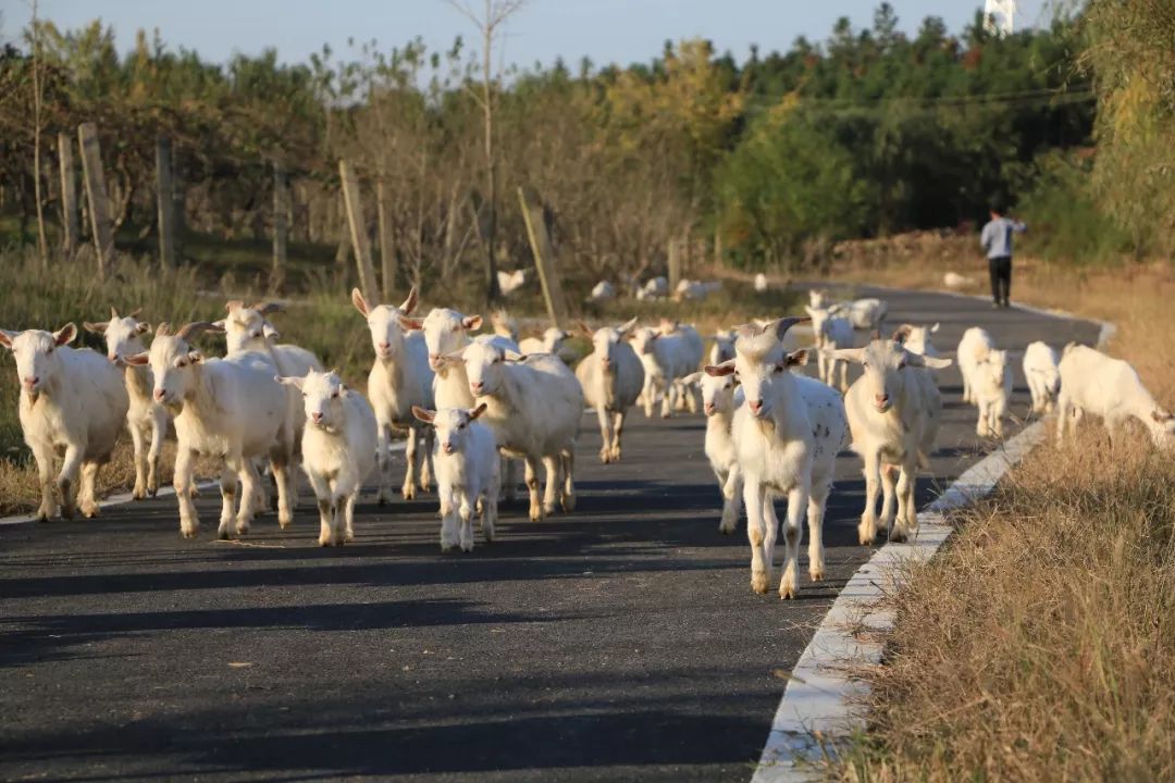 羊群奔跑,形态各异