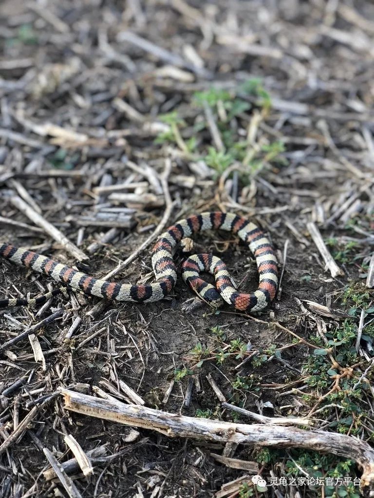 约:51cmlampropeltis elapsoidesscarlet kingsnake7,猩红王蛇体长约