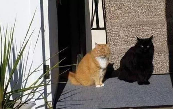 橘猫的影子有眼睛?养过黑猫的铲屎官都懂.