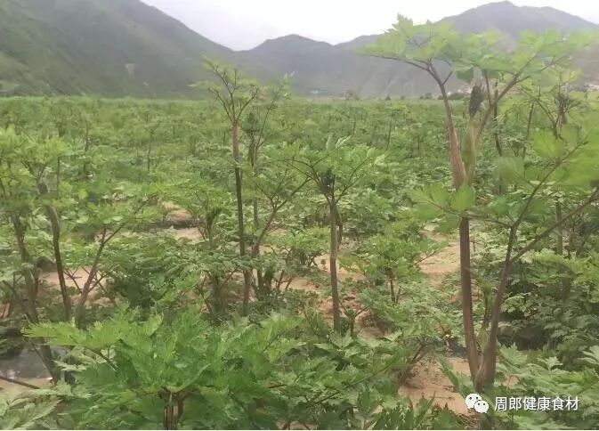 人在旅途甘肃岷县当归种植基地