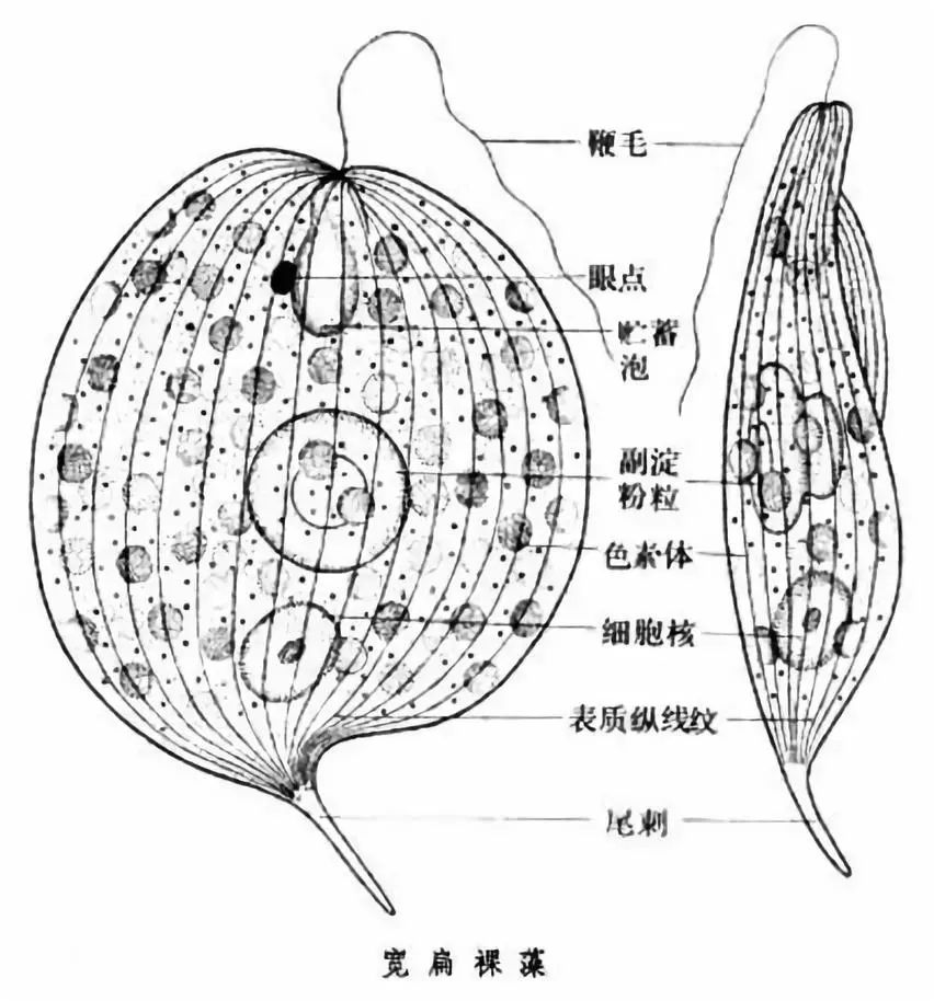 因为眼虫同时具有动物与植物两种特性,它是一种"原生动物"