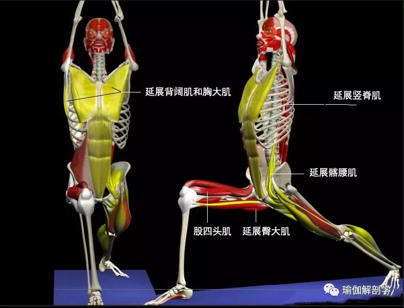 瑜伽战士1式总是做不好?这5大解剖要点一定要掌握!