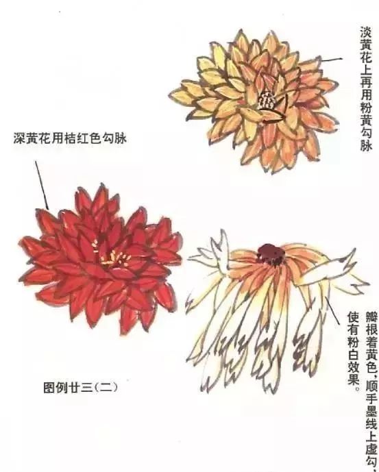 书画课堂|怎样画菊花