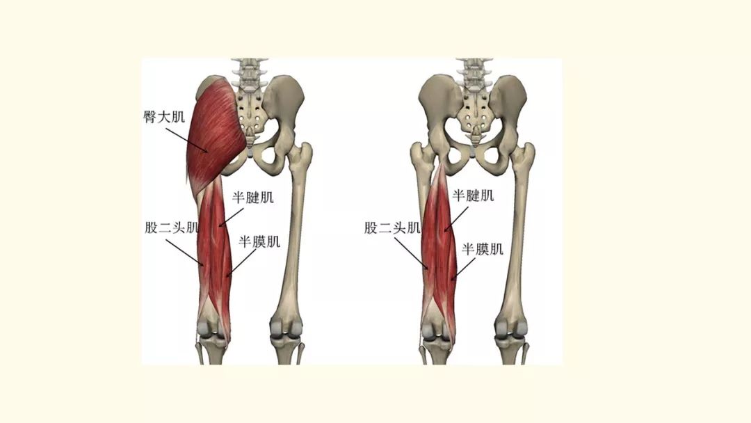 解剖知识臀大肌损伤二