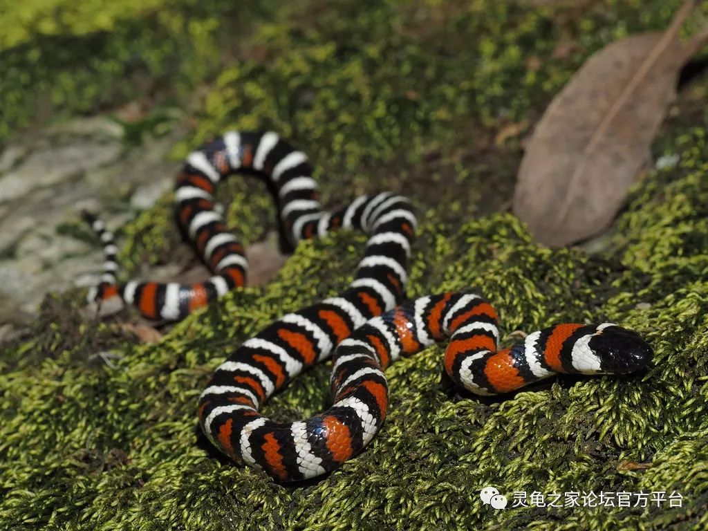 圣地亚哥山王蛇san diego mountain kingsnakelampropeltis zonata