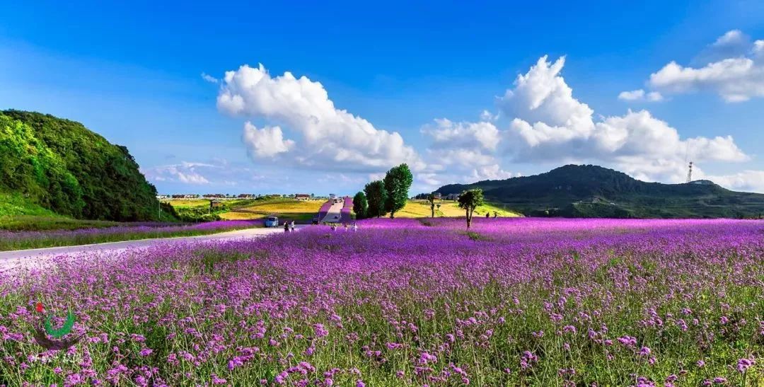 野鸡坪花海