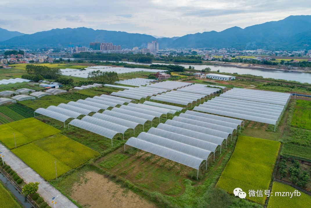 梅州蕉岭人口_梅州蕉岭房价