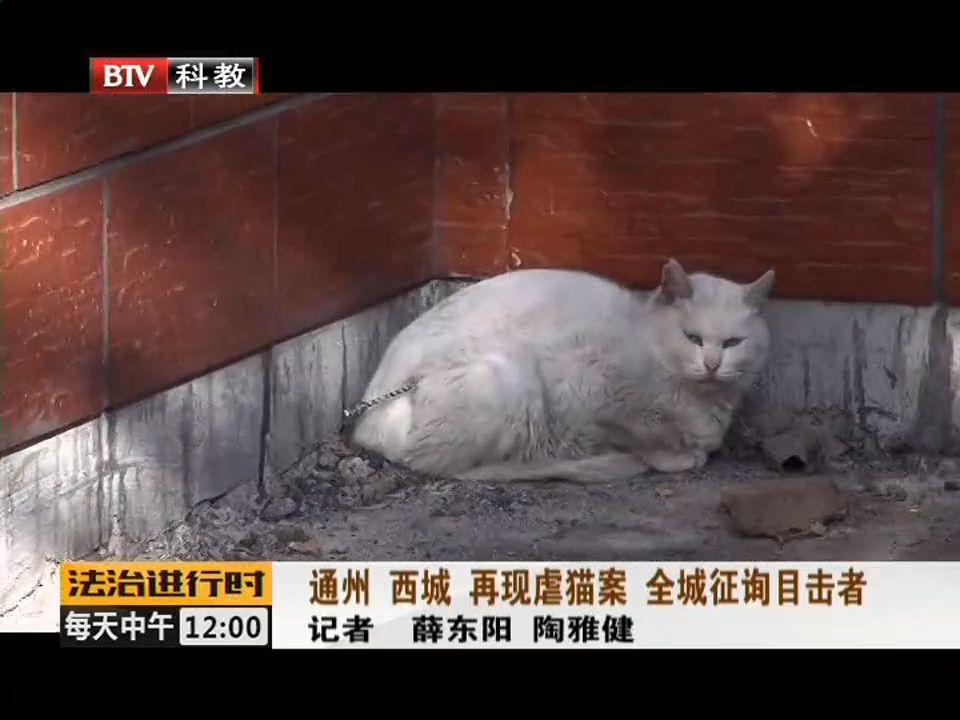 北京再现虐猫事件!流浪猫连遭鱼镖射杀!_金属