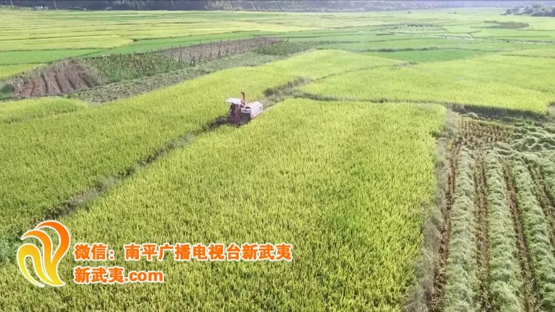 延平区南山镇龙湾村是个山清水秀的小乡村,秋收季节放眼望去,金色稻浪