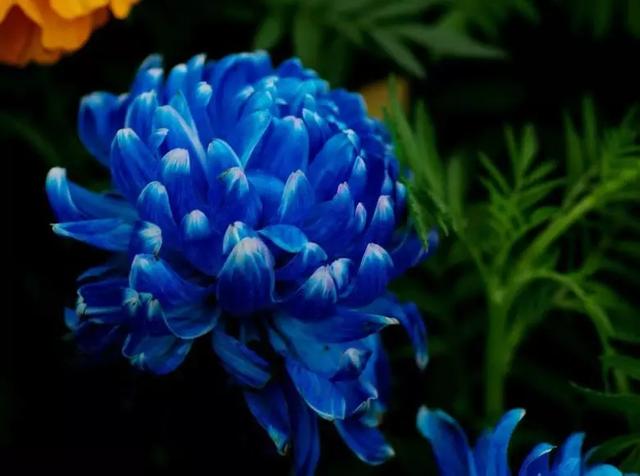 罕见的蓝色菊花,惊艳绝伦,太漂亮了,快分享给朋友吧!