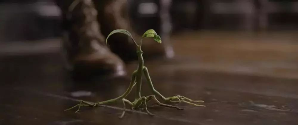 bowtruckle 护树罗锅