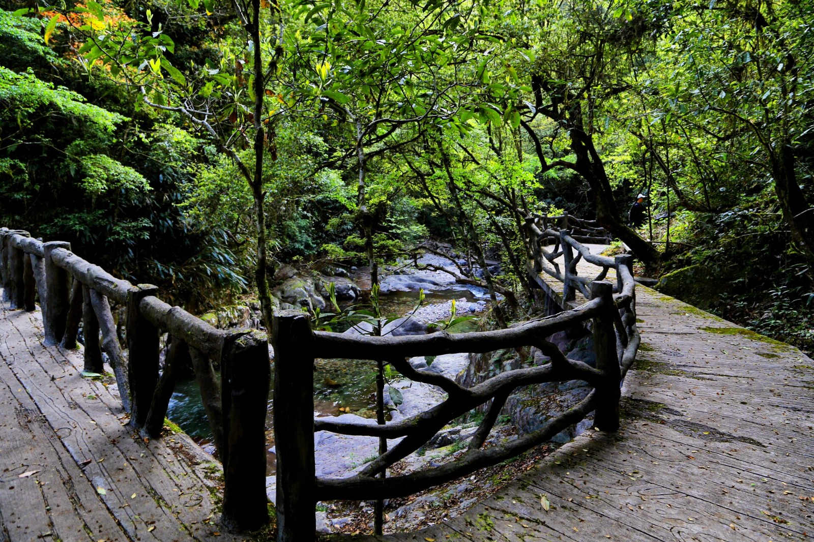 探寻华东原始秘境-九龙山自然保护区,传说中"野人出没